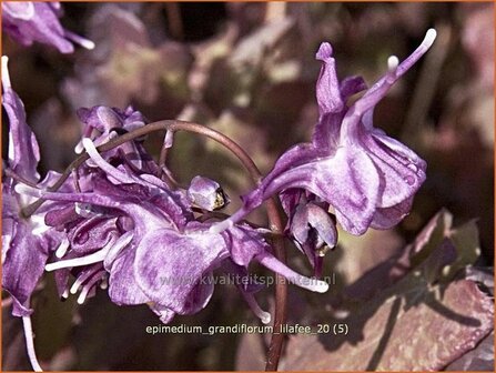 Epimedium grandiflorum &amp;#39;Lilafee&amp;#39; | Elfenbloem | Gro&szlig;bl&uuml;tige Elfenblume