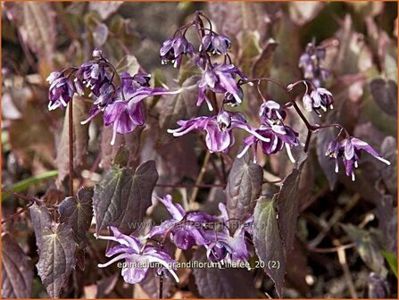 Epimedium grandiflorum &amp;#39;Lilafee&amp;#39; | Elfenbloem | Gro&szlig;bl&uuml;tige Elfenblume