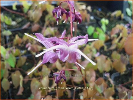 Epimedium grandiflorum &amp;#39;Lilafee&amp;#39; | Elfenbloem | Gro&szlig;bl&uuml;tige Elfenblume