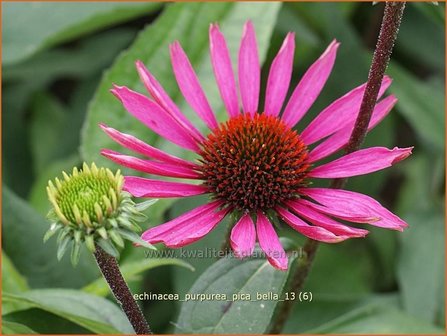 Echinacea purpurea &#039;Pica Bella&#039; | Rode zonnehoed, Zonnehoed | Roter Sonnenhut