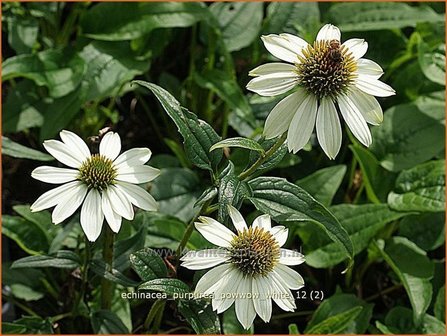 Echinacea purpurea &#039;Powwow White&#039; | Zonnehoed