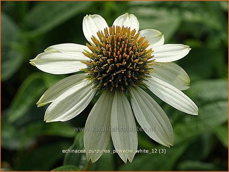 Echinacea purpurea &#039;Powwow White&#039; | Zonnehoed