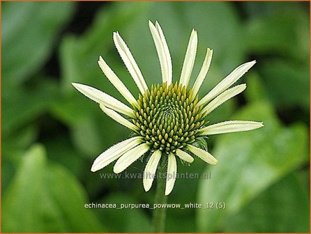 Echinacea purpurea &#039;Powwow White&#039; | Zonnehoed