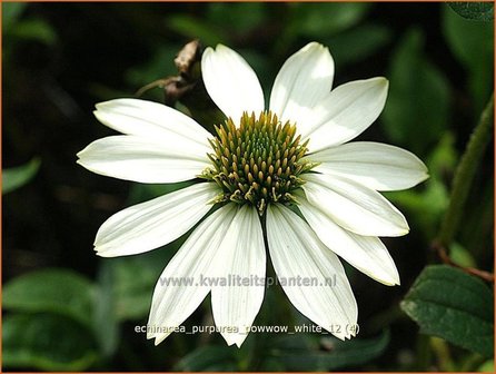 Echinacea purpurea &#039;Powwow White&#039; | Zonnehoed