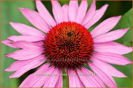 Echinacea purpurea &#039;Ruby Giant&#039; | Zonnehoed