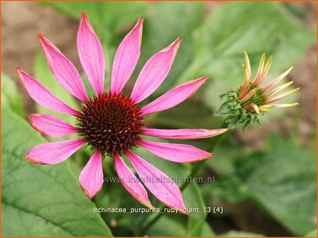 Echinacea purpurea &#039;Ruby Giant&#039; | Zonnehoed