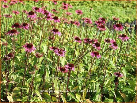 Echinacea purpurea &#039;Ruby Giant&#039; | Zonnehoed