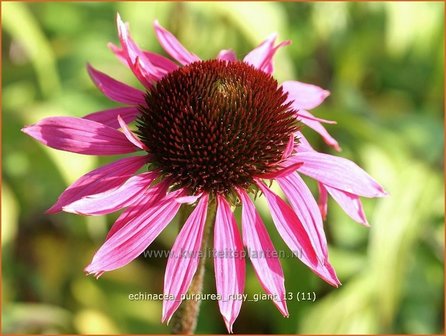 Echinacea purpurea &#039;Ruby Giant&#039; | Zonnehoed