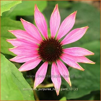 Echinacea purpurea &#039;Ruby Giant&#039; | Zonnehoed