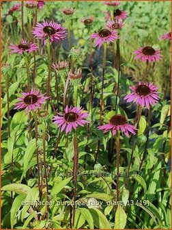 Echinacea purpurea &#039;Ruby Giant&#039; | Zonnehoed