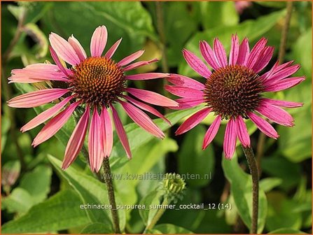 Echinacea purpurea &#039;Summer Cocktail&#039; | Zonnehoed