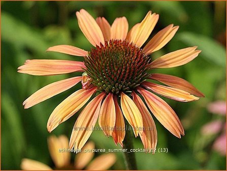 Echinacea purpurea &#039;Summer Cocktail&#039; | Zonnehoed