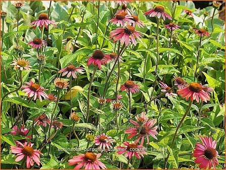 Echinacea purpurea &#039;Summer Cocktail&#039; | Zonnehoed