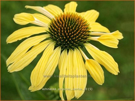 Echinacea purpurea &#039;Sunrise&#039; | Zonnehoed