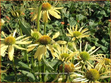 Echinacea purpurea &#039;Sunrise&#039; | Zonnehoed