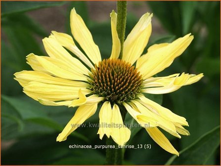 Echinacea purpurea &#039;Sunrise&#039; | Zonnehoed