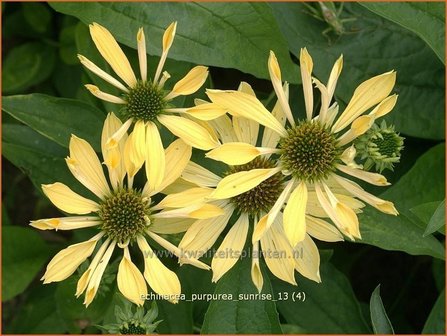 Echinacea purpurea &#039;Sunrise&#039; | Zonnehoed