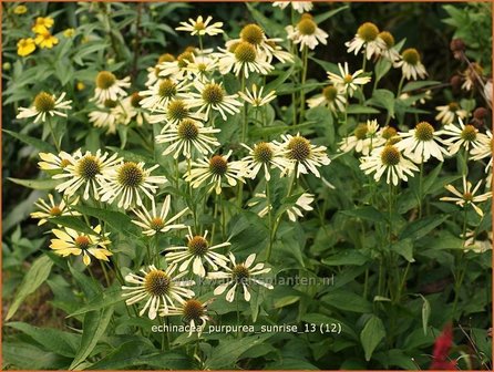 Echinacea purpurea &#039;Sunrise&#039; | Zonnehoed