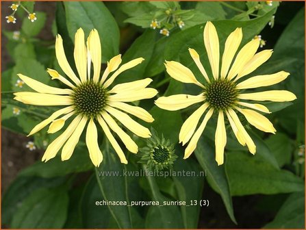 Echinacea purpurea &#039;Sunrise&#039; | Zonnehoed