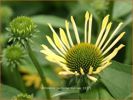 Echinacea purpurea &#039;Sunrise&#039; | Zonnehoed