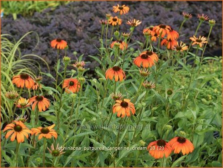 Echinacea purpurea &#039;Tangerine Dream&#039; | Rode zonnehoed, Zonnehoed | Roter Sonnenhut