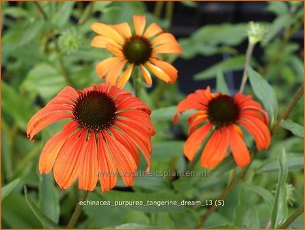 Echinacea purpurea &#039;Tangerine Dream&#039; | Rode zonnehoed, Zonnehoed | Roter Sonnenhut