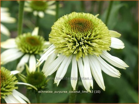 Echinacea purpurea &#039;Coconut Lime&#039; | Zonnehoed