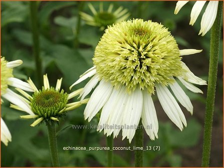 Echinacea purpurea &#039;Coconut Lime&#039; | Zonnehoed