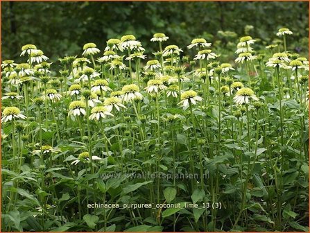 Echinacea purpurea &#039;Coconut Lime&#039; | Zonnehoed