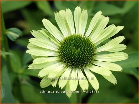 Echinacea purpurea &#039;Green Jewel&#039; | Rode zonnehoed, Zonnehoed | Roter Sonnenhut