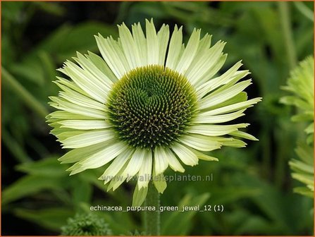 Echinacea purpurea &#039;Green Jewel&#039; | Rode zonnehoed, Zonnehoed | Roter Sonnenhut