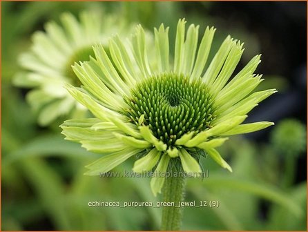 Echinacea purpurea &#039;Green Jewel&#039; | Rode zonnehoed, Zonnehoed | Roter Sonnenhut