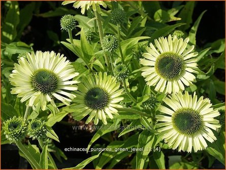 Echinacea purpurea &#039;Green Jewel&#039; | Rode zonnehoed, Zonnehoed | Roter Sonnenhut