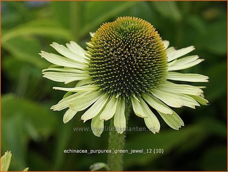 Echinacea purpurea &#039;Green Jewel&#039; | Rode zonnehoed, Zonnehoed | Roter Sonnenhut