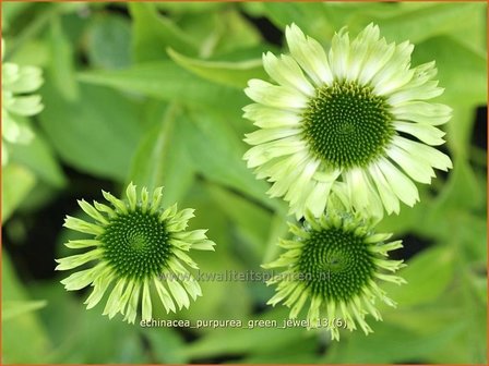 Echinacea purpurea &#039;Green Jewel&#039; | Rode zonnehoed, Zonnehoed | Roter Sonnenhut