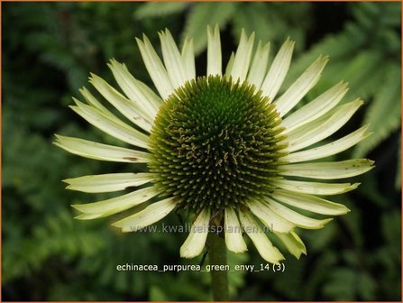 Echinacea purpurea &#039;Green Jewel&#039; | Rode zonnehoed, Zonnehoed | Roter Sonnenhut