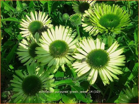 Echinacea purpurea &#039;Green Jewel&#039; | Rode zonnehoed, Zonnehoed | Roter Sonnenhut