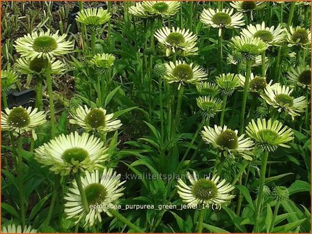 Echinacea purpurea &#039;Green Jewel&#039; | Rode zonnehoed, Zonnehoed | Roter Sonnenhut