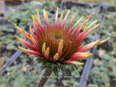 Echinacea purpurea &#039;Hot Summer&#039; | Zonnehoed