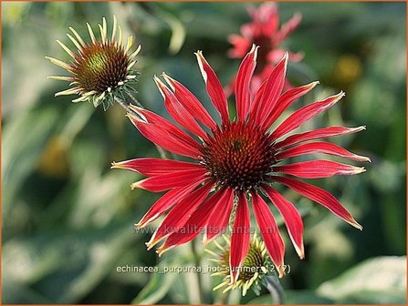 Echinacea purpurea &#039;Hot Summer&#039; | Zonnehoed