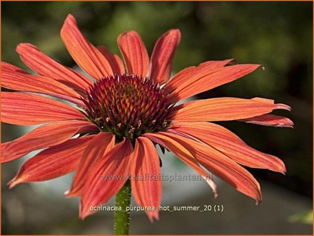 Echinacea purpurea &#039;Hot Summer&#039; | Zonnehoed