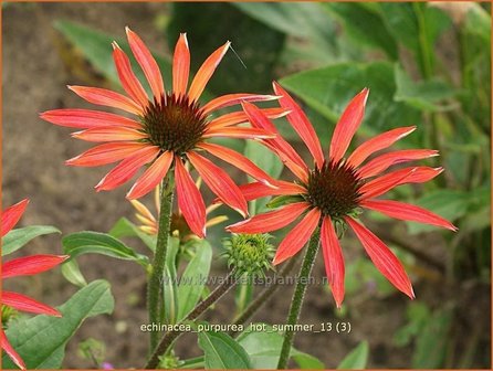 Echinacea purpurea &#039;Hot Summer&#039; | Zonnehoed