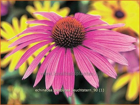 Echinacea purpurea &#039;Leuchtstern&#039; | Zonnehoed