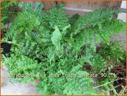 Dryopteris filix-mas &#039;Crispa Cristata&#039; | Niervaren, Mannetjesvaren