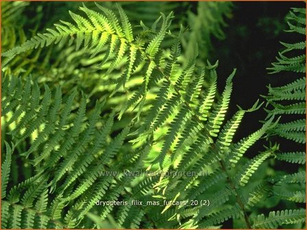 Dryopteris filix-mas &#039;Furcans&#039; | Niervaren, Mannetjesvaren