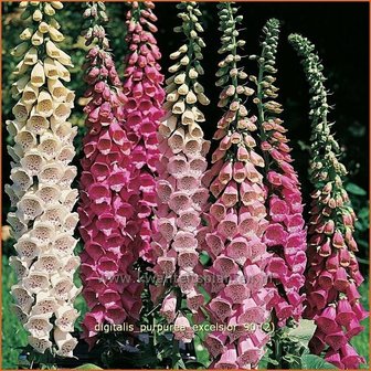 Digitalis purpurea &#039;Excelsior&#039; | Vingerhoedskruid