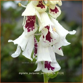 Digitalis grandiflora | Vingerhoedskruid