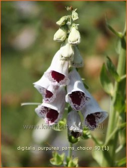 Digitalis purpurea &#039;Pam&#039;s Choice&#039; | Vingerhoedskruid