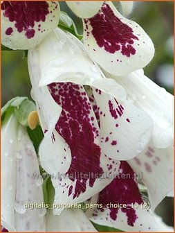 Digitalis grandiflora | Vingerhoedskruid