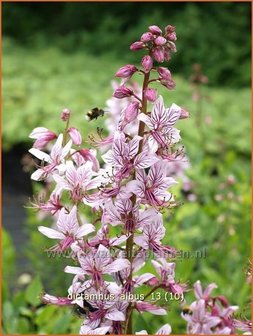 Dictamnus albus | Vuurwerkplant, Essenkruid